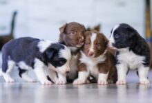 black and white short coated puppy