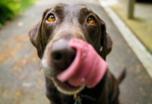 adult chocolate Labrador retriever