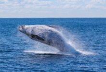 gray whale jumping on sea at daytime