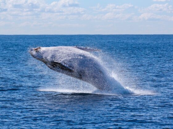 gray whale jumping on sea at daytime