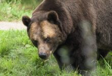brown bear on green grass during daytime