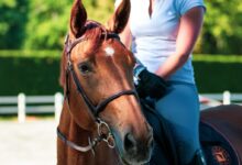 woman in white shirt standing beside brown horse during daytime