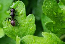 black ant on green leaf