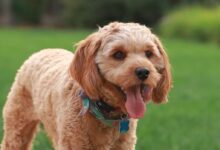 brown long coated small dog with blue collar