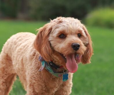 brown long coated small dog with blue collar