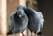 two gray pigeons