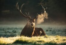 brown moose lying on green grass field during daytime