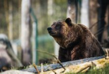 American brown bear
