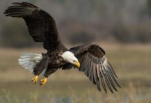 bald eagle above brown frield
