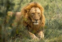 lion lying on green grass during daytime