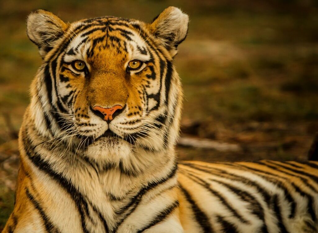 wildlife photography of tiger laying on ground