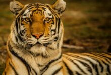wildlife photography of tiger laying on ground
