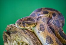 brown and black snake on brown rock