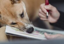 A Cute Brown Dog Leaning on an Artwork Painted in a Sketchpad