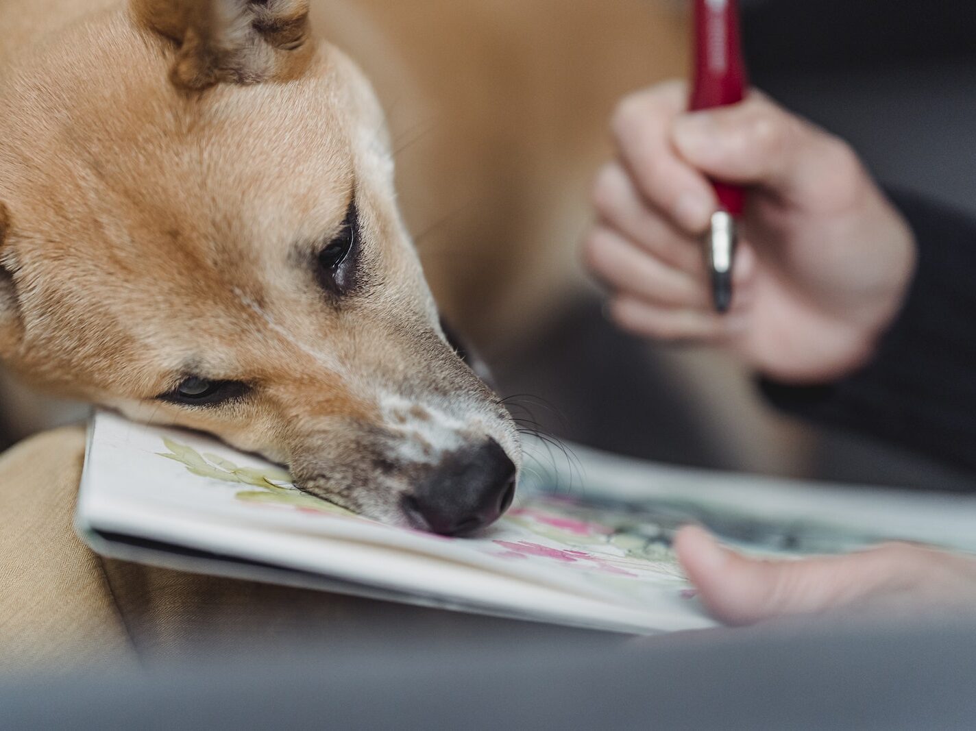 A Cute Brown Dog Leaning on an Artwork Painted in a Sketchpad
