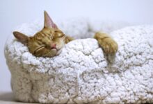 orange tabby cat sleeping on white pet bed
