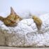 orange tabby cat sleeping on white pet bed