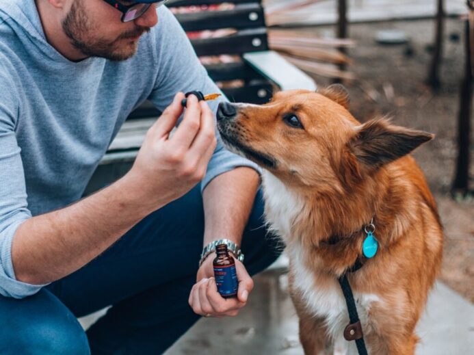 man in gray t-shirt holding brown and white short coated dog