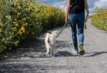 man in blue t-shirt and blue denim jeans walking with white dog on road during