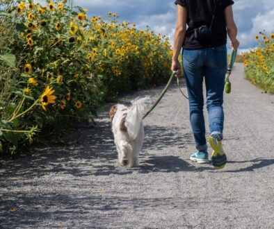man in blue t-shirt and blue denim jeans walking with white dog on road during