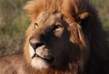 selective focus photography of brown lion during daytime