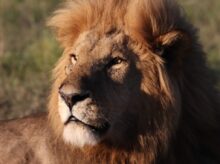 selective focus photography of brown lion during daytime