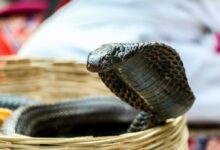 brown and black snake on brown wooden surface