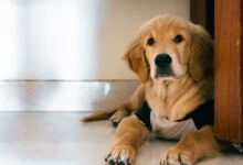 brown short coated dog lying on floor