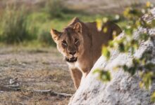 brown lioness on brown field during daytime