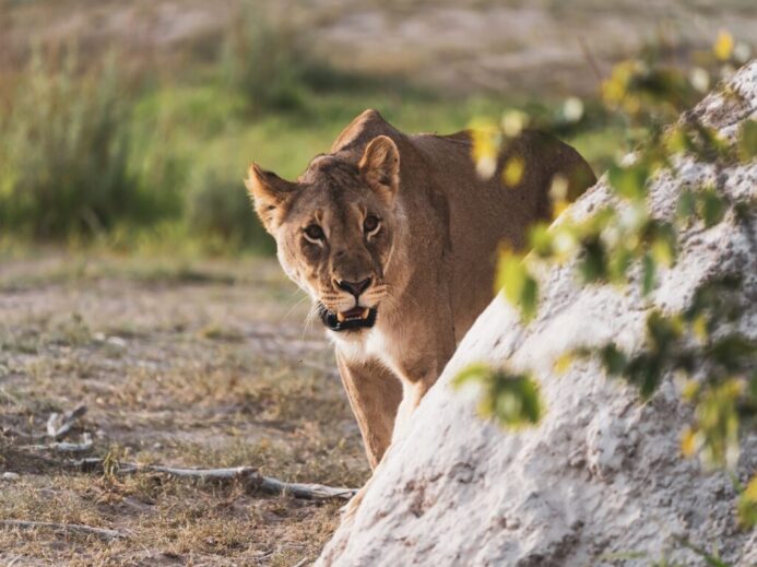 brown lioness on brown field during daytime
