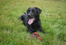 short-coated black dog