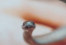 gray snake