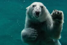 white polar bear swimming