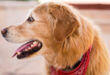 beige dog wearing red collar
