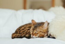 sleeping leopard kitten