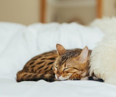 sleeping leopard kitten