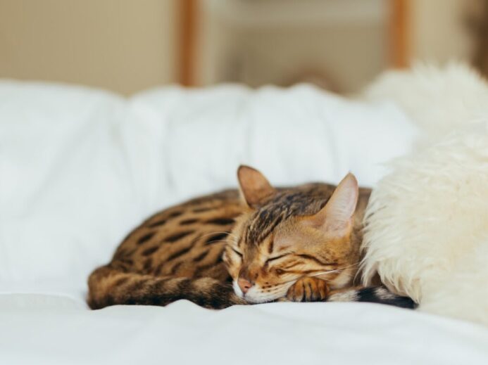 sleeping leopard kitten