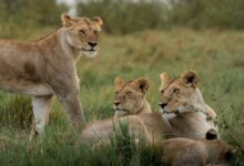 brown lioness on green grass during daytime
