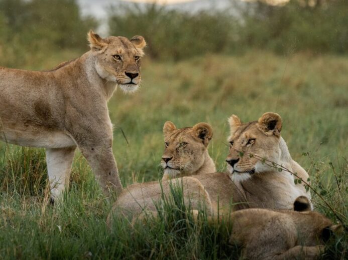 brown lioness on green grass during daytime