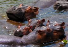 hippopotamus swimming