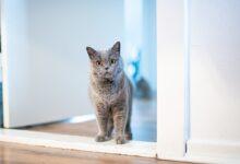 long-fur brown cat standing near opened-door door