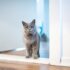long-fur brown cat standing near opened-door door