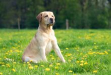short-coated tan dog sitting on yellow petaled flower field