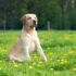 short-coated tan dog sitting on yellow petaled flower field