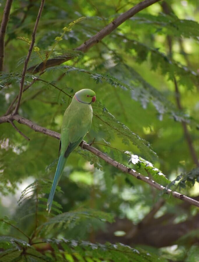 Drzý papoušek krade reportérovi sluchátko v živém vysílání