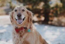 bokeh photography of adult golden retriever