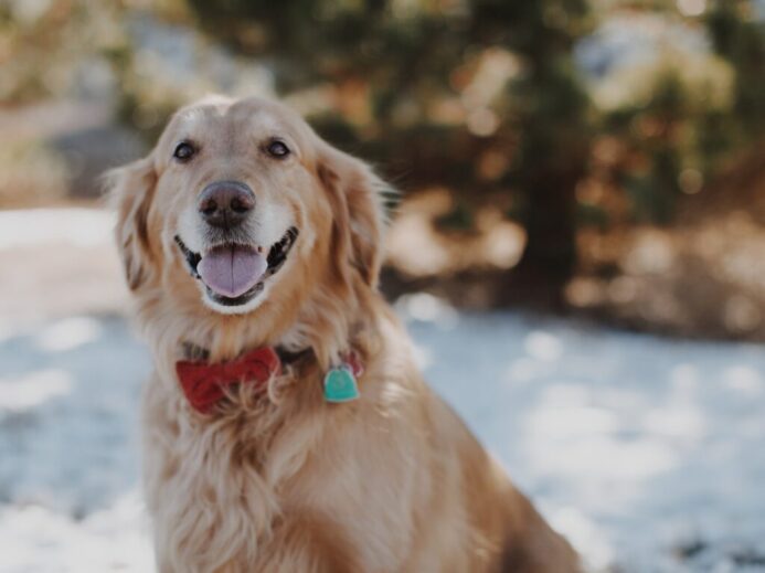 bokeh photography of adult golden retriever