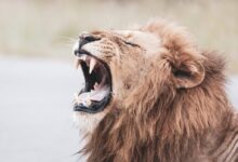 brown lion with white tongue out
