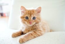 orange tabby kitten on white table