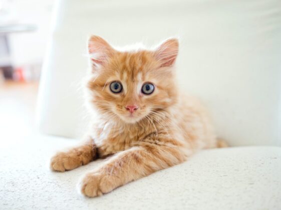 orange tabby kitten on white table